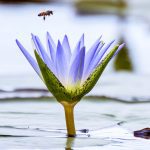 Bee and lotus as symbol of meditation