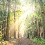 forest path with sunlight