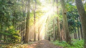 forest path with sunlight