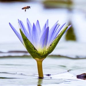 Bee and lotus symbol of meditation