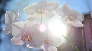 An orchid lit by the sun