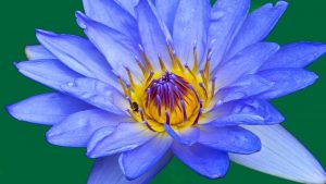 A blue lotus
