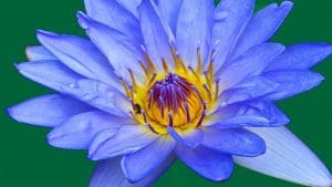 A blue lotus