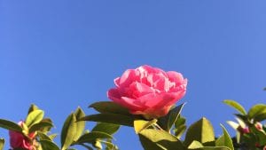 Blooming flower against blue sky