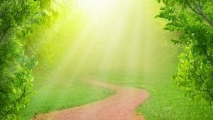 path through forest with link to non-dual meditation