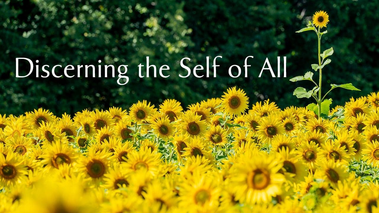 Picture of sunflowers illustrating the idea of one Self in all.