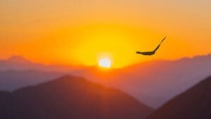 bird flying in sunset